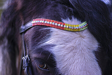 Browband Multicolour