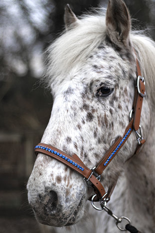 Designer and blue rhinestone horse halter, designer halter, rhinestone  horse halter, custom horse halter, gold and blue stone halter